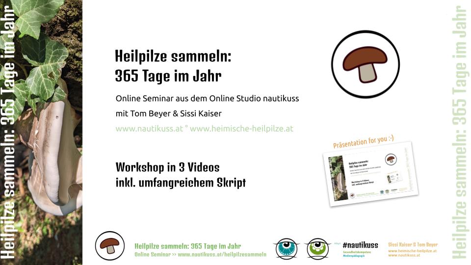 heilpilze sammeln