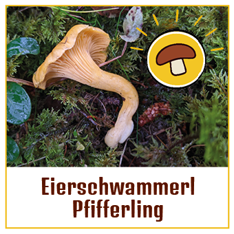 pfifferling eierschwammerl