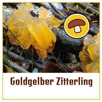 goldgelber zitterlin